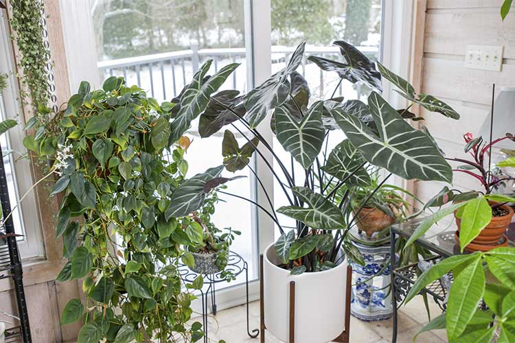 Raffaele Di Lallo’s house plants